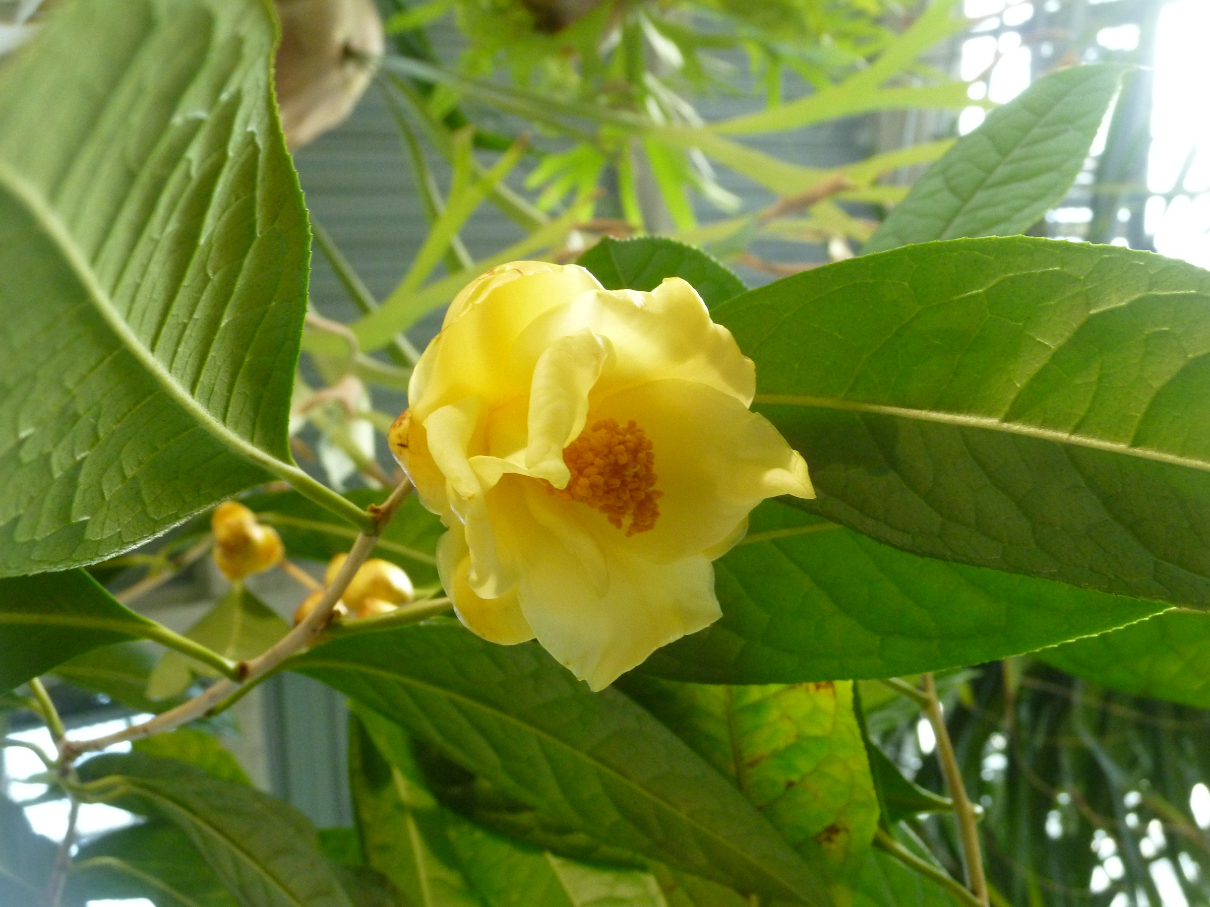 黄色い花は品種によって花色に濃淡があります