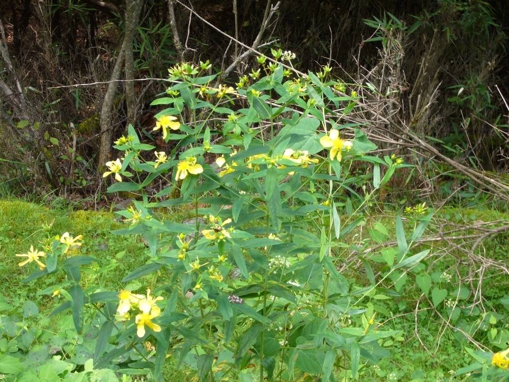 塩見岳鳥倉林道（8月中旬）