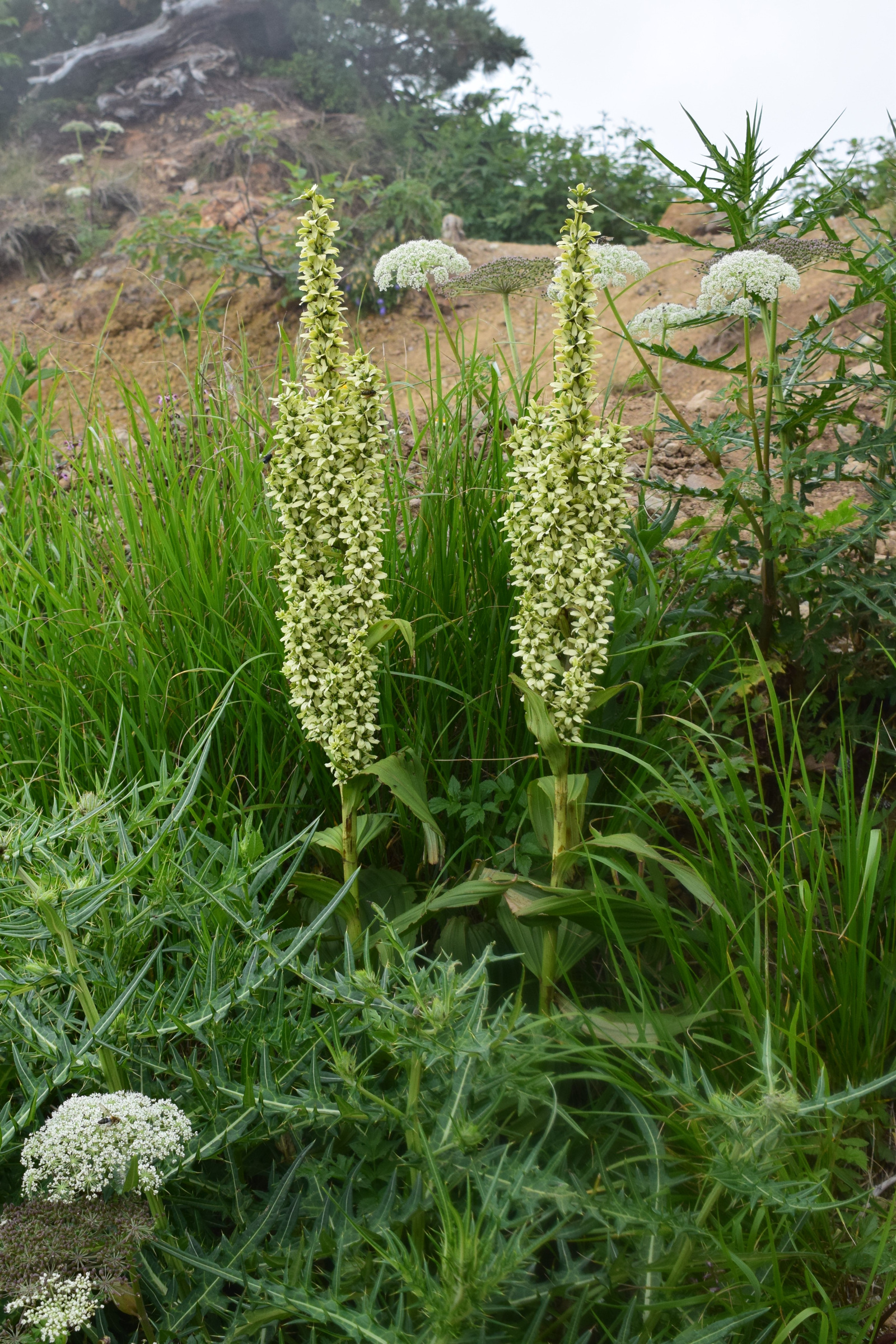 満開：権現岳・八ヶ岳連峰南部（7月下旬）