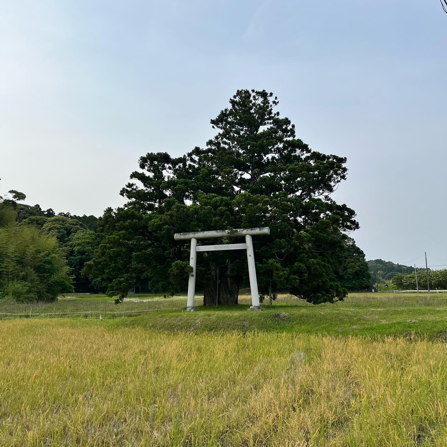 『名熊の二本杉』いすみ市の天然記念物に指定されている