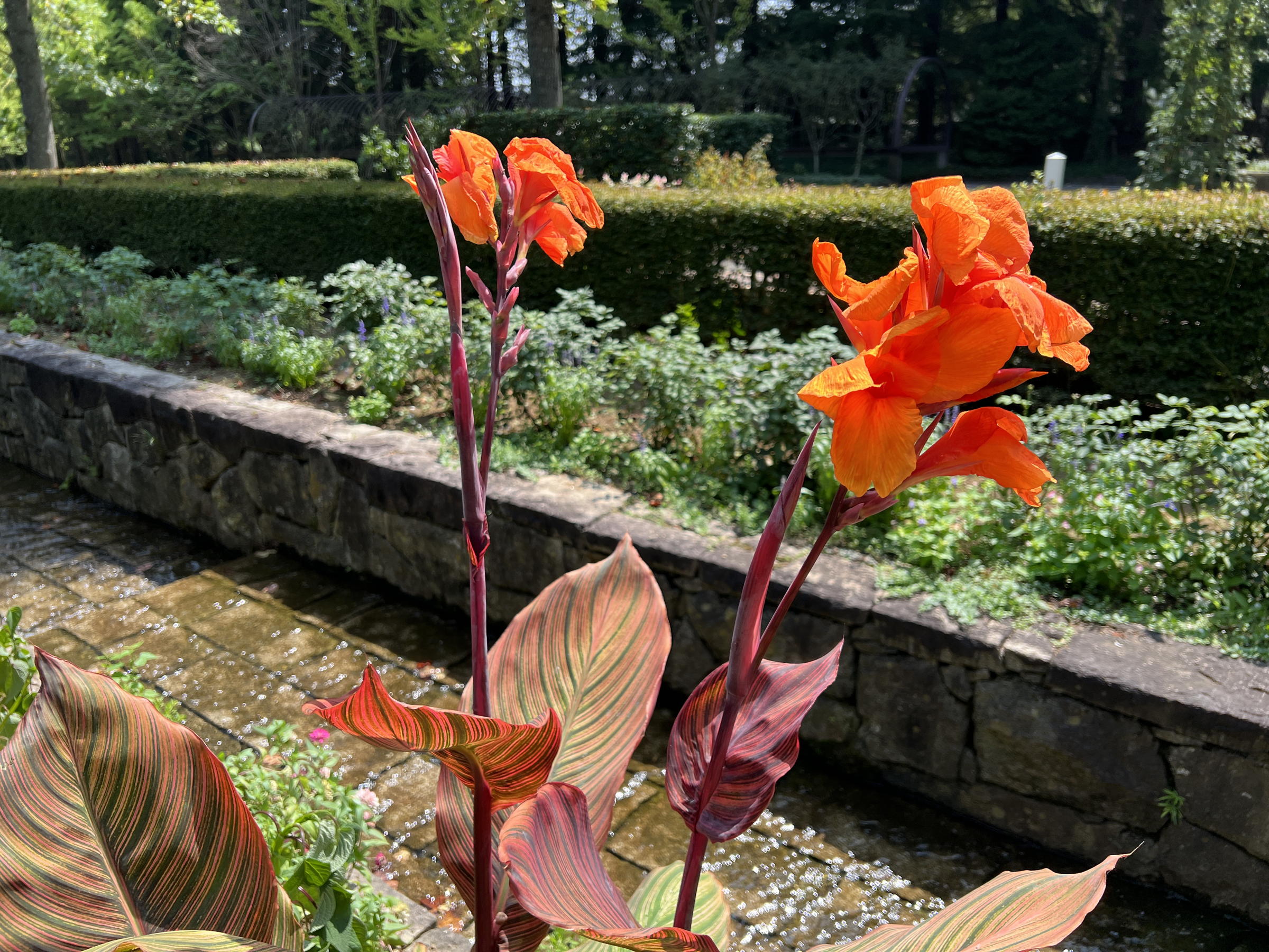 オレンジの花を咲かせるカンナ