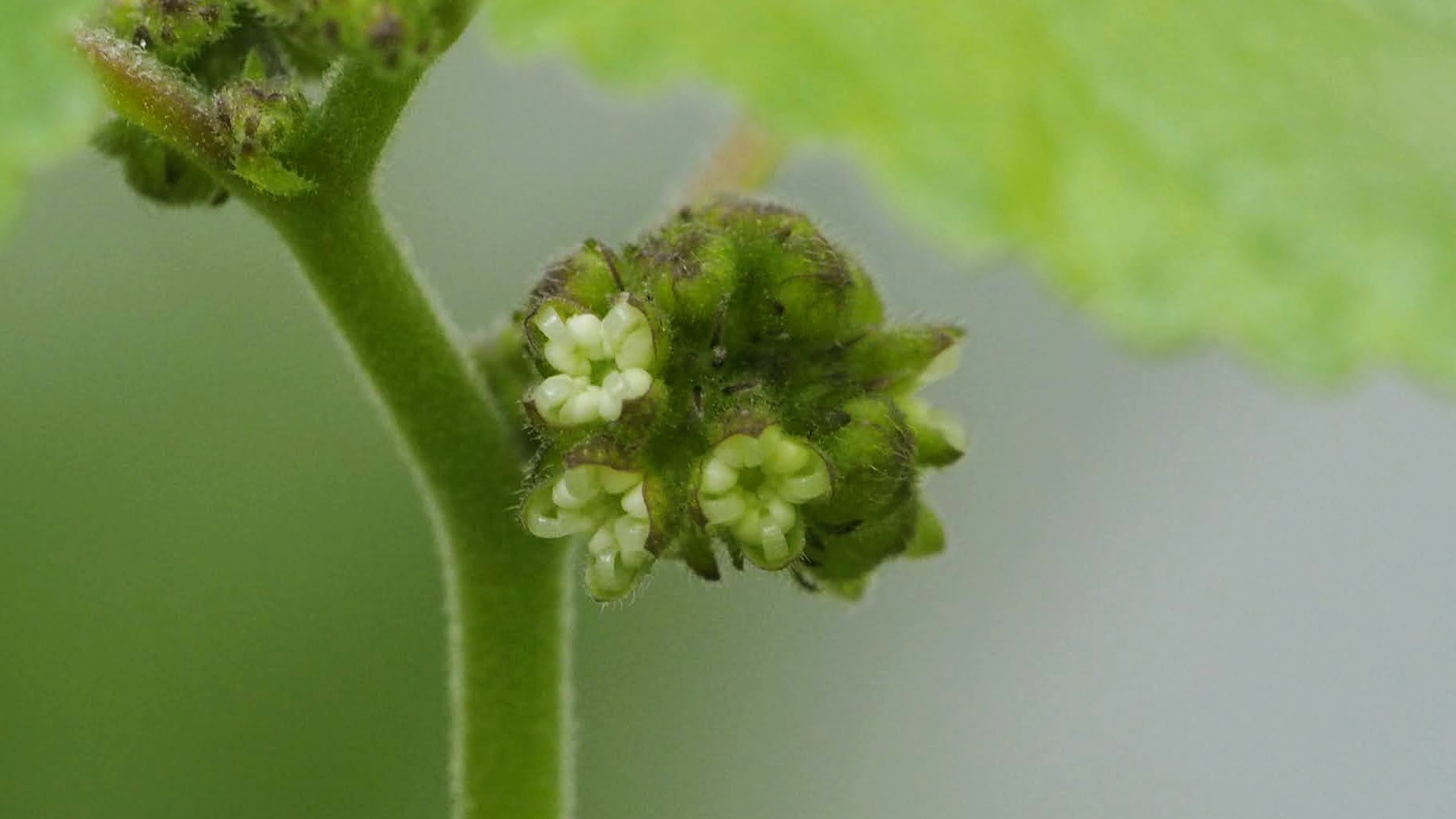 花粉を出す前の雄しべ、内側に丸まっている