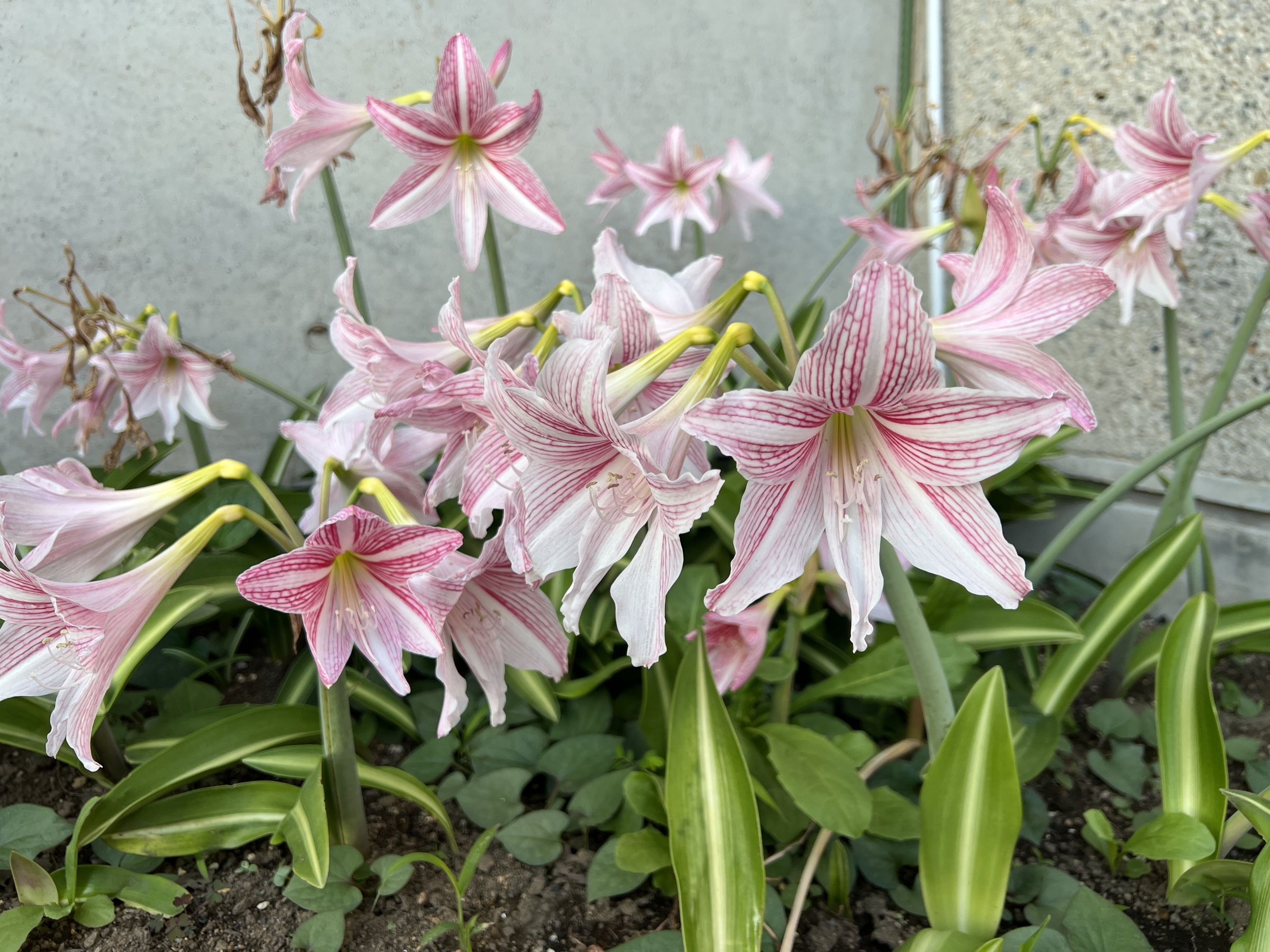 大きな花は存在感があります