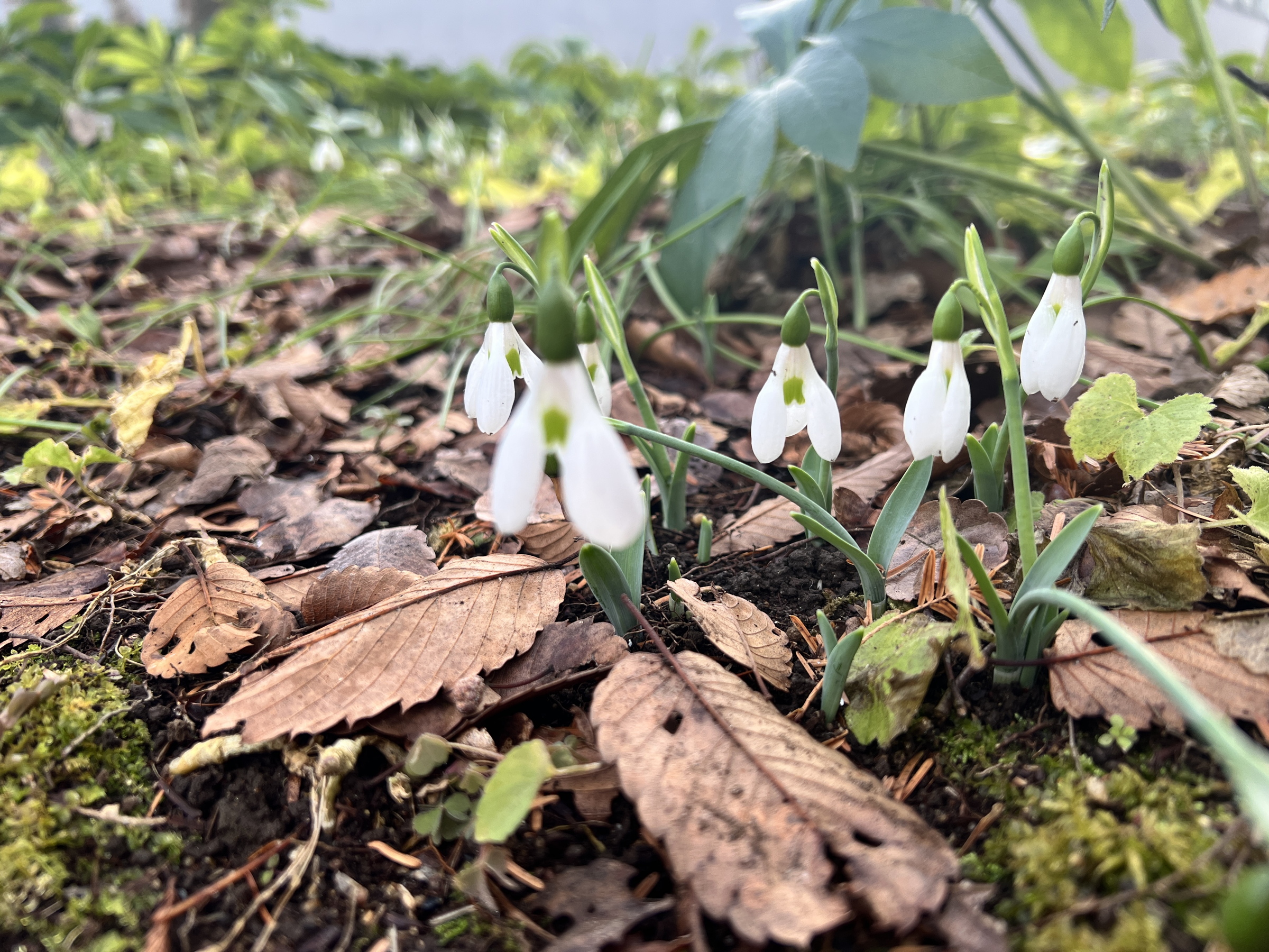 落ち葉や雪を押し上げて開花する様子が健気