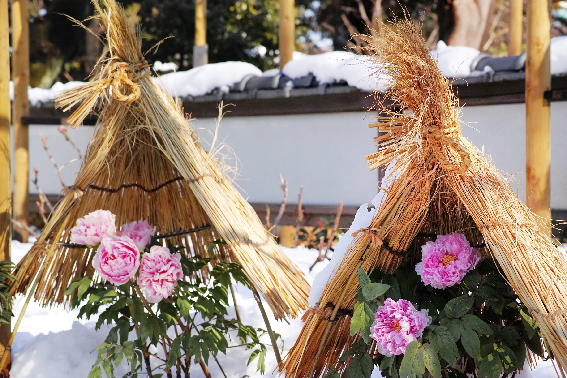 雪のなかの冬牡丹