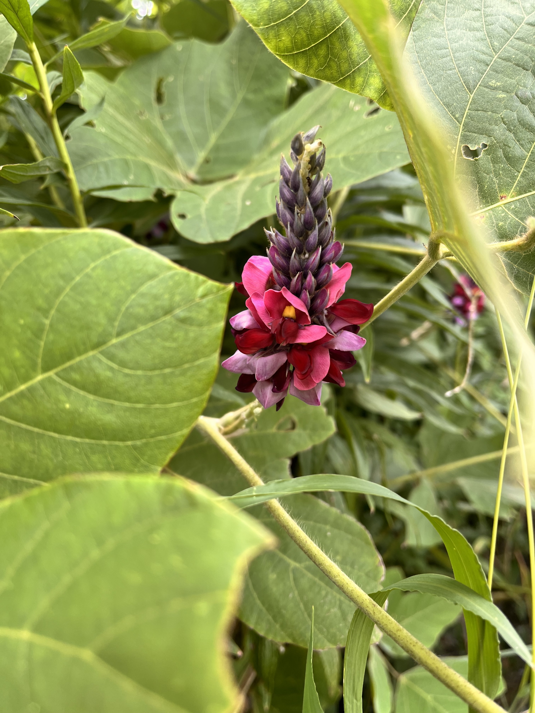 クズの花発見