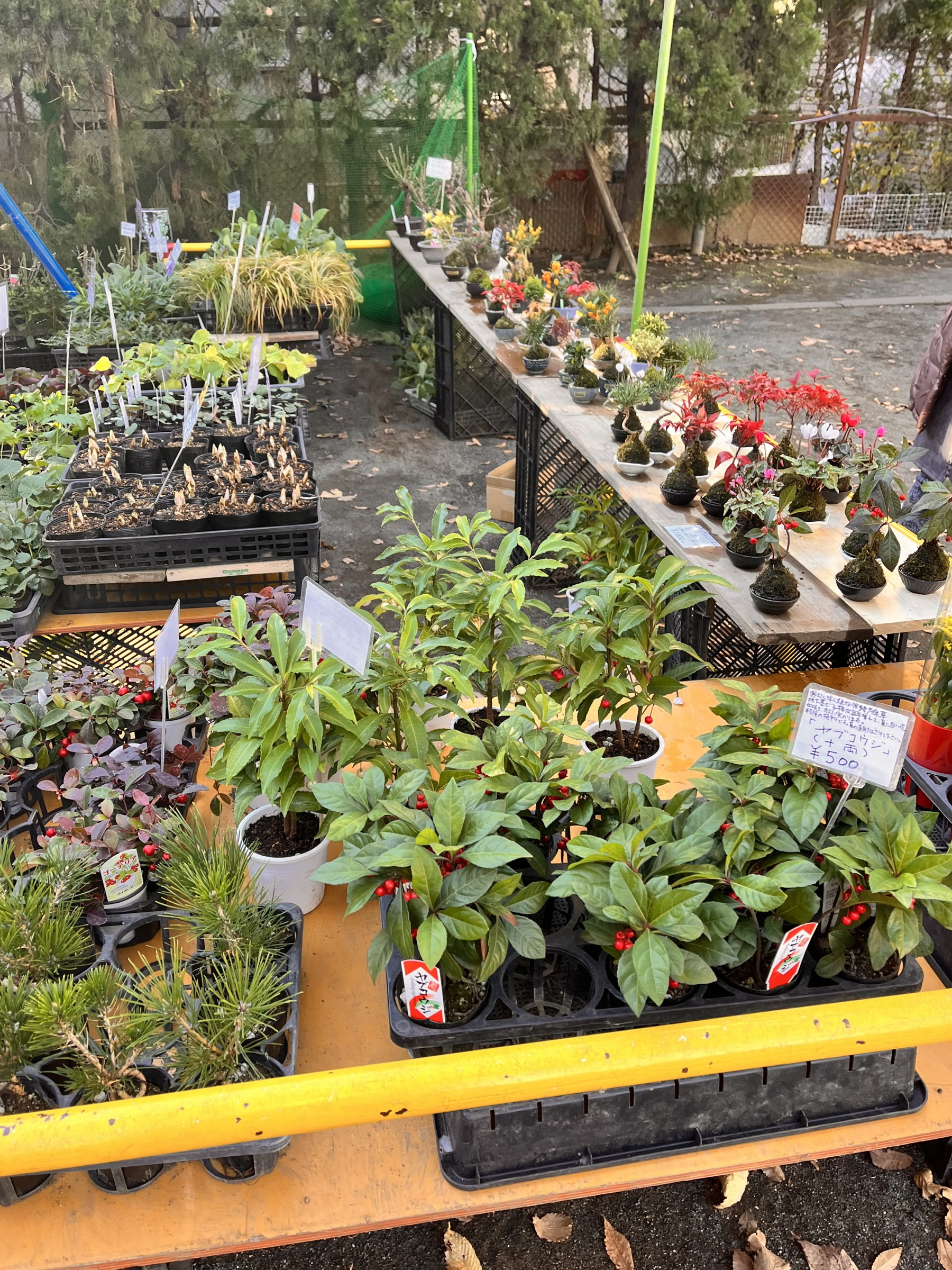 神社の境内はミニ植木市