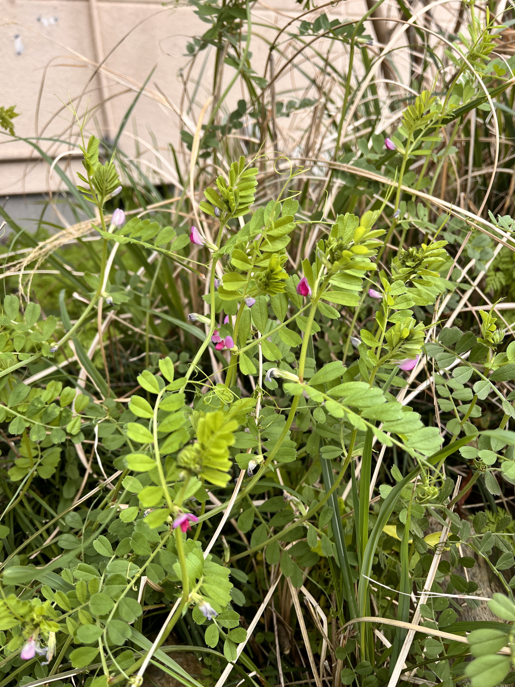 カラスノエンドウの花