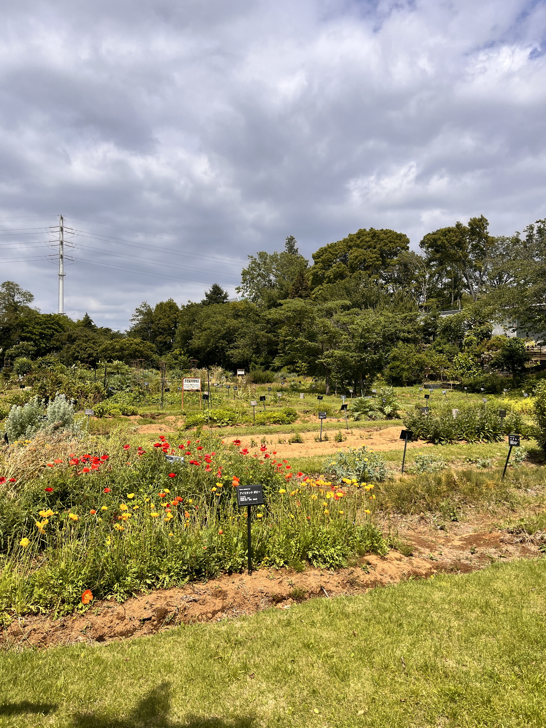 薬用植物園