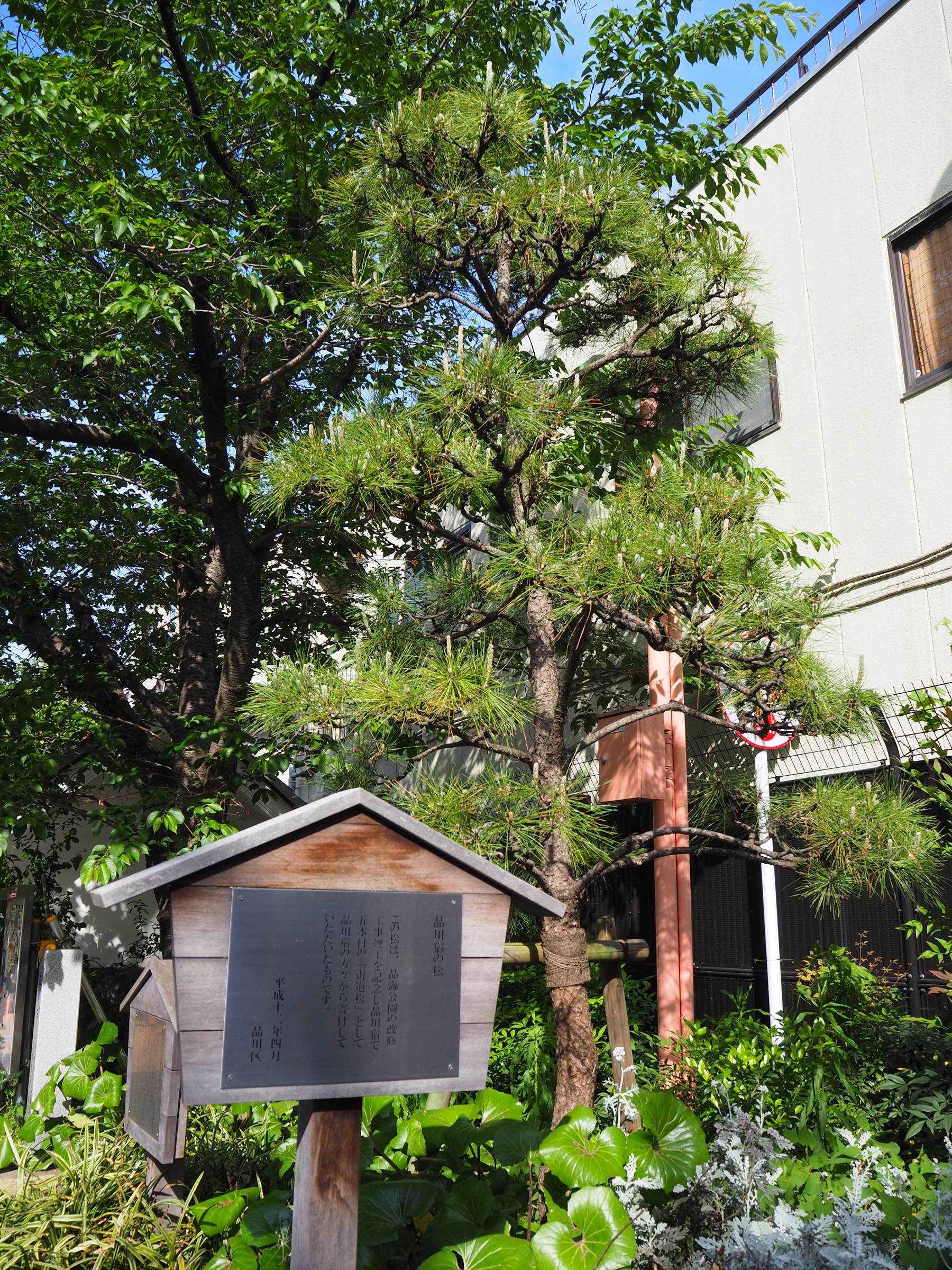 街を歩くと街道松に出合います