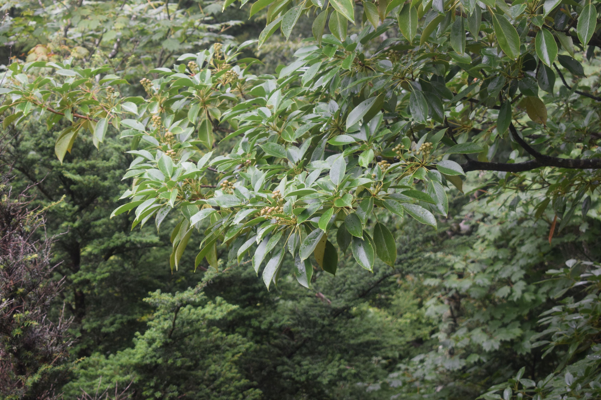 色づき始めた果実（9月上旬）