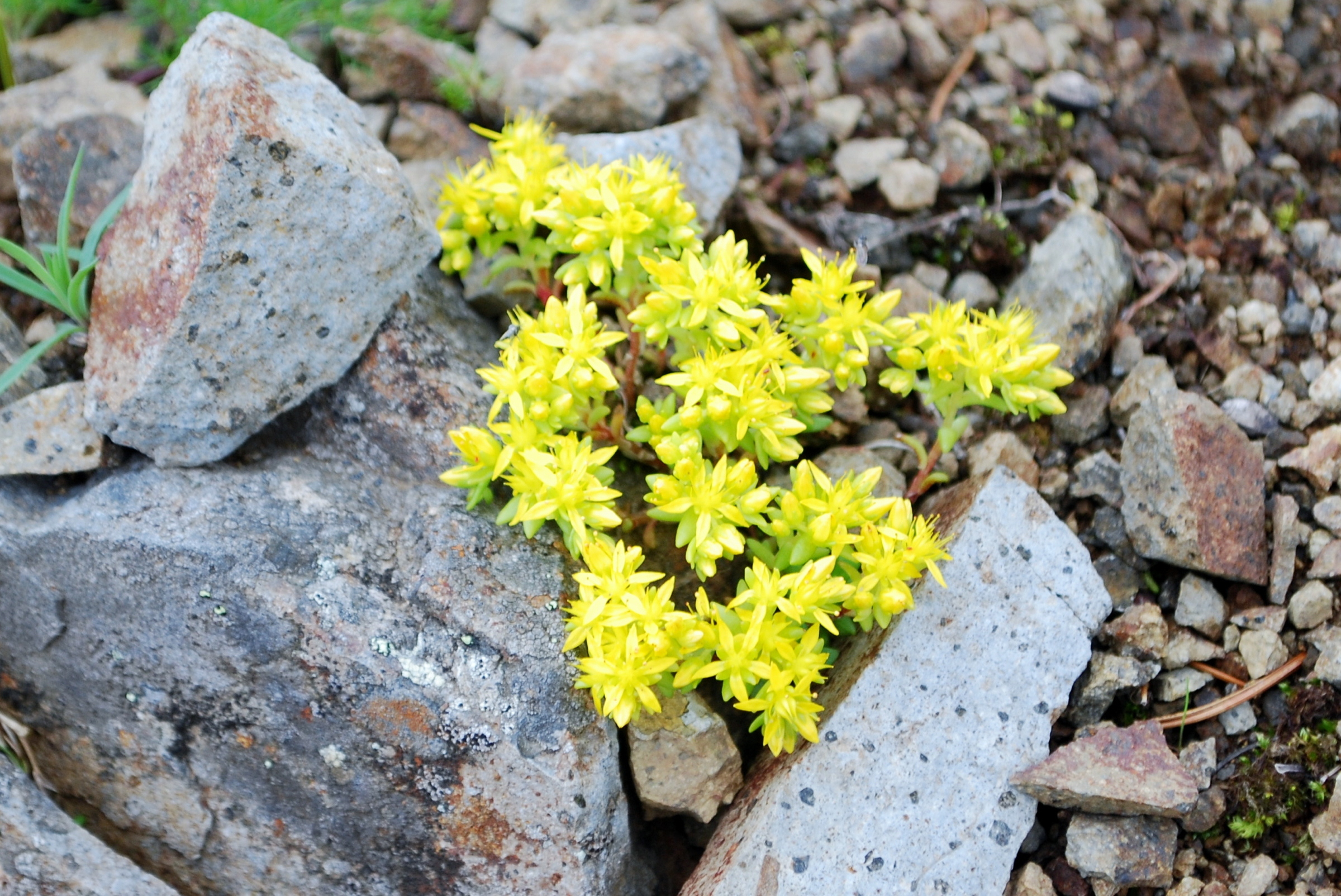 花下の薄緑色の葉も見える（7月下旬）