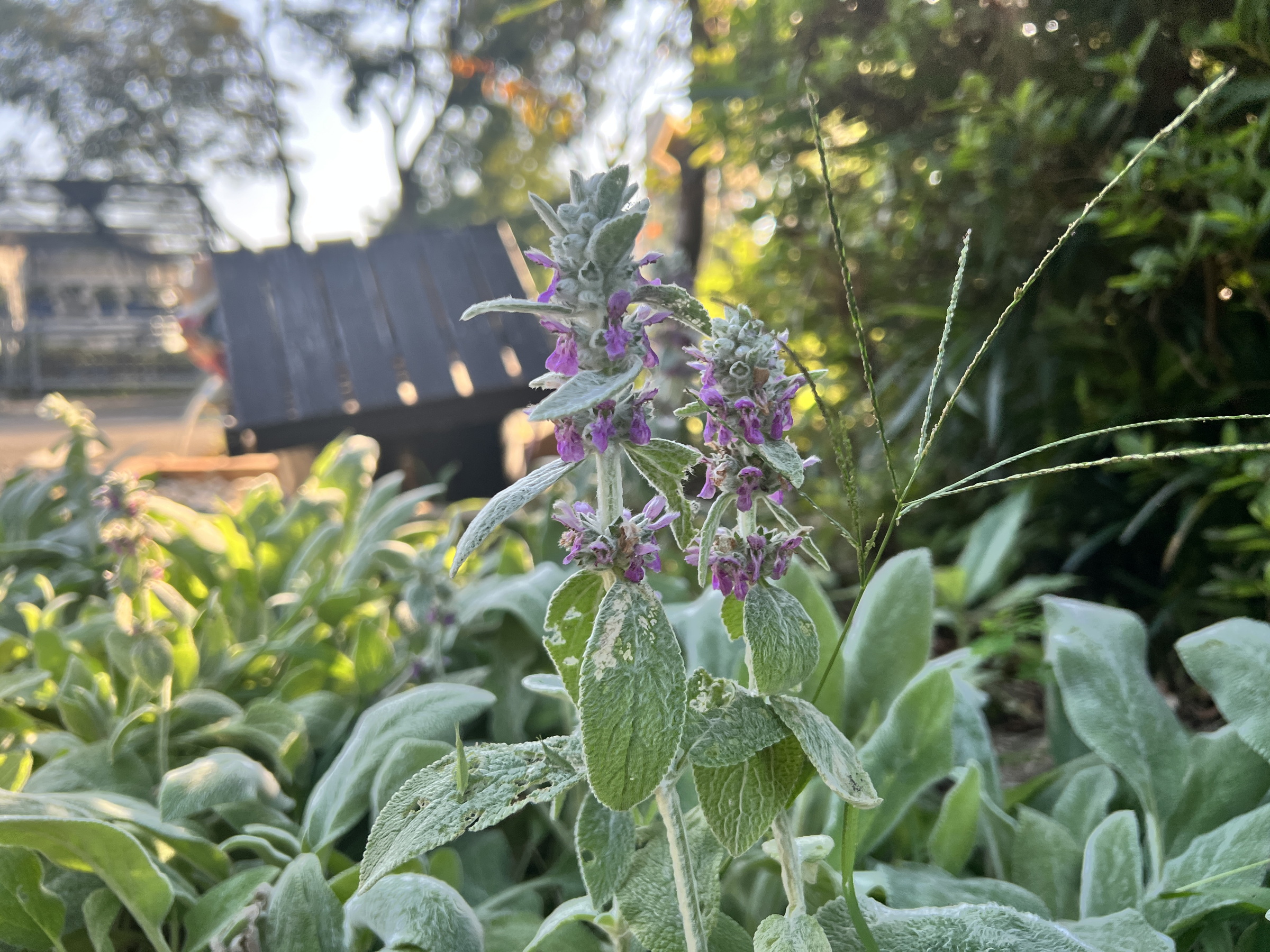 紫色の小花が可愛い