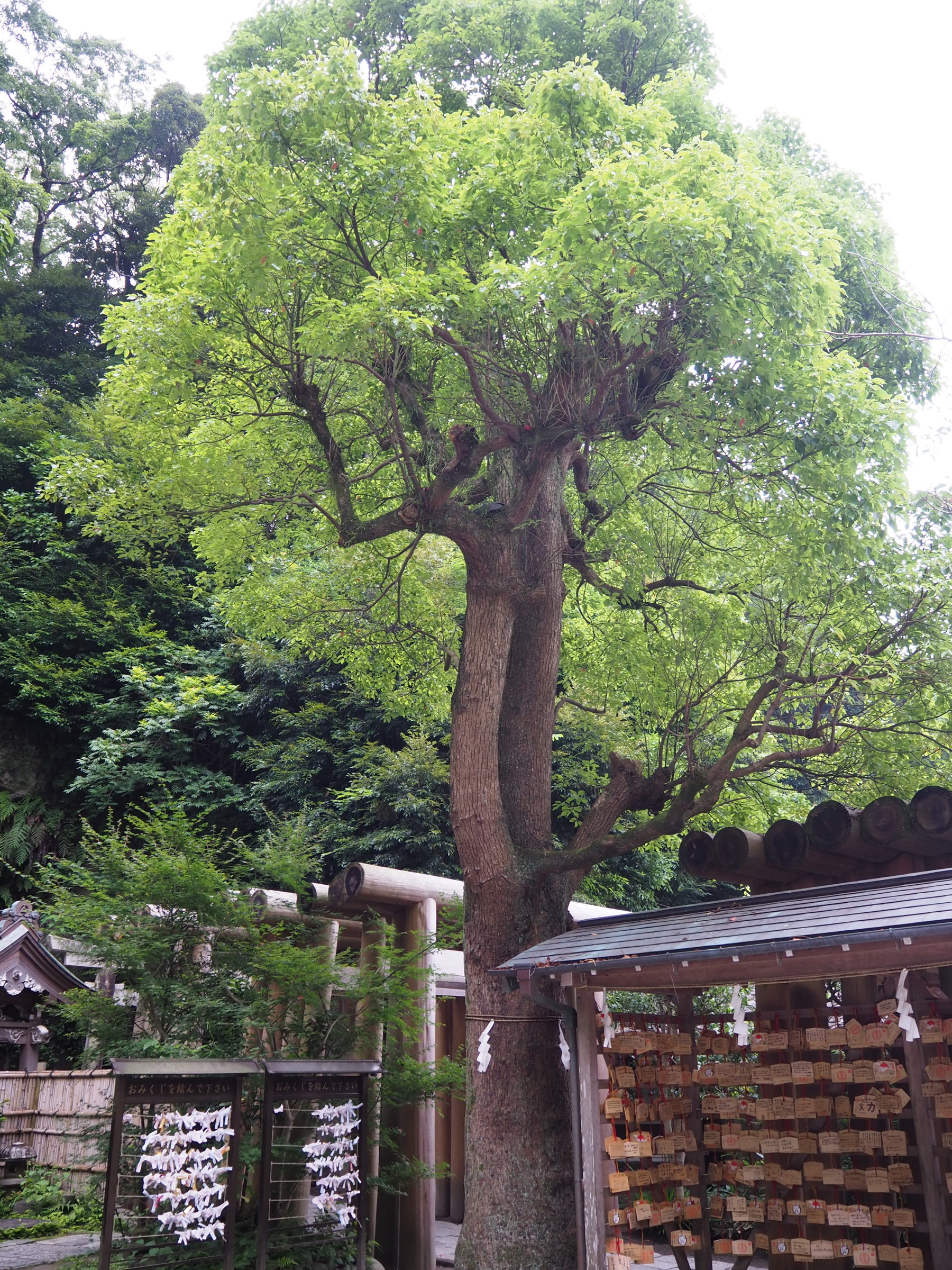 御神木のクスノキ