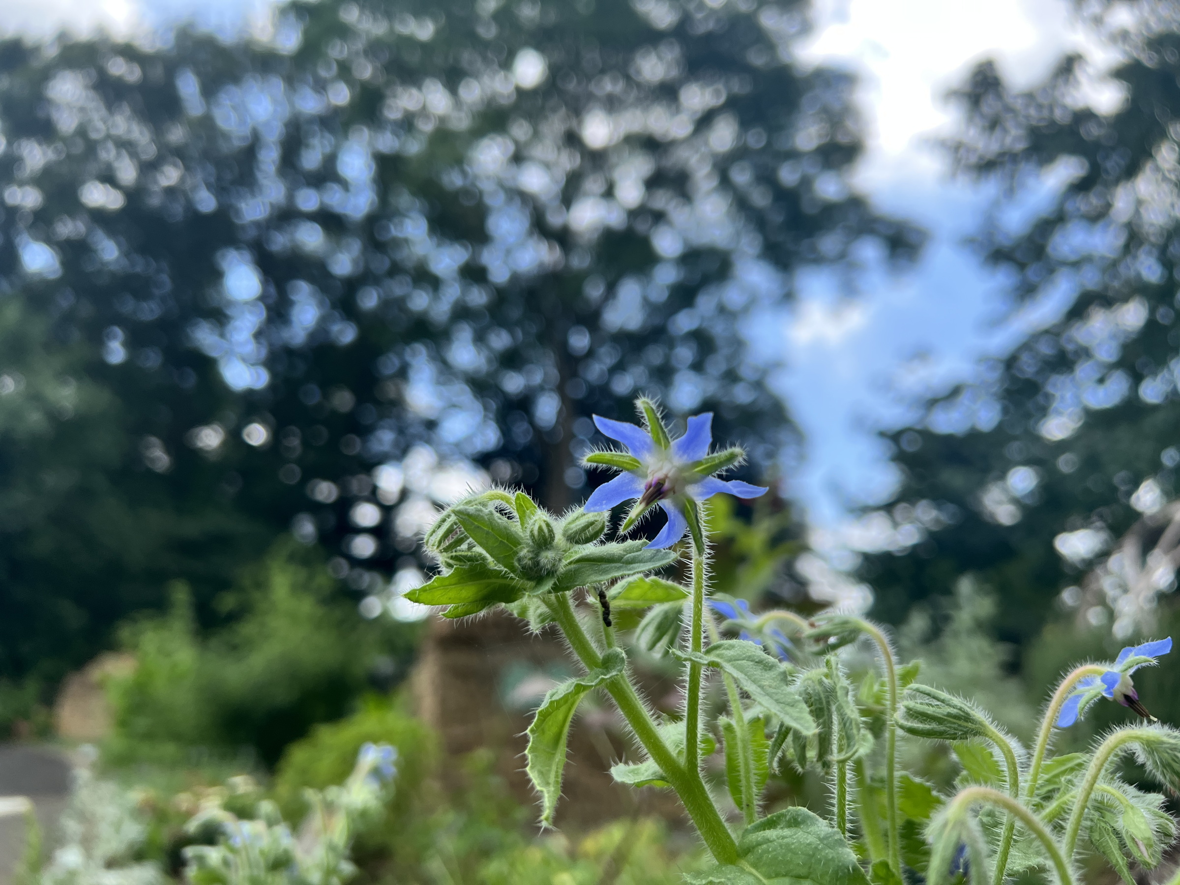 全体的に白っぽく見える草姿に青い花が映えるボリジ