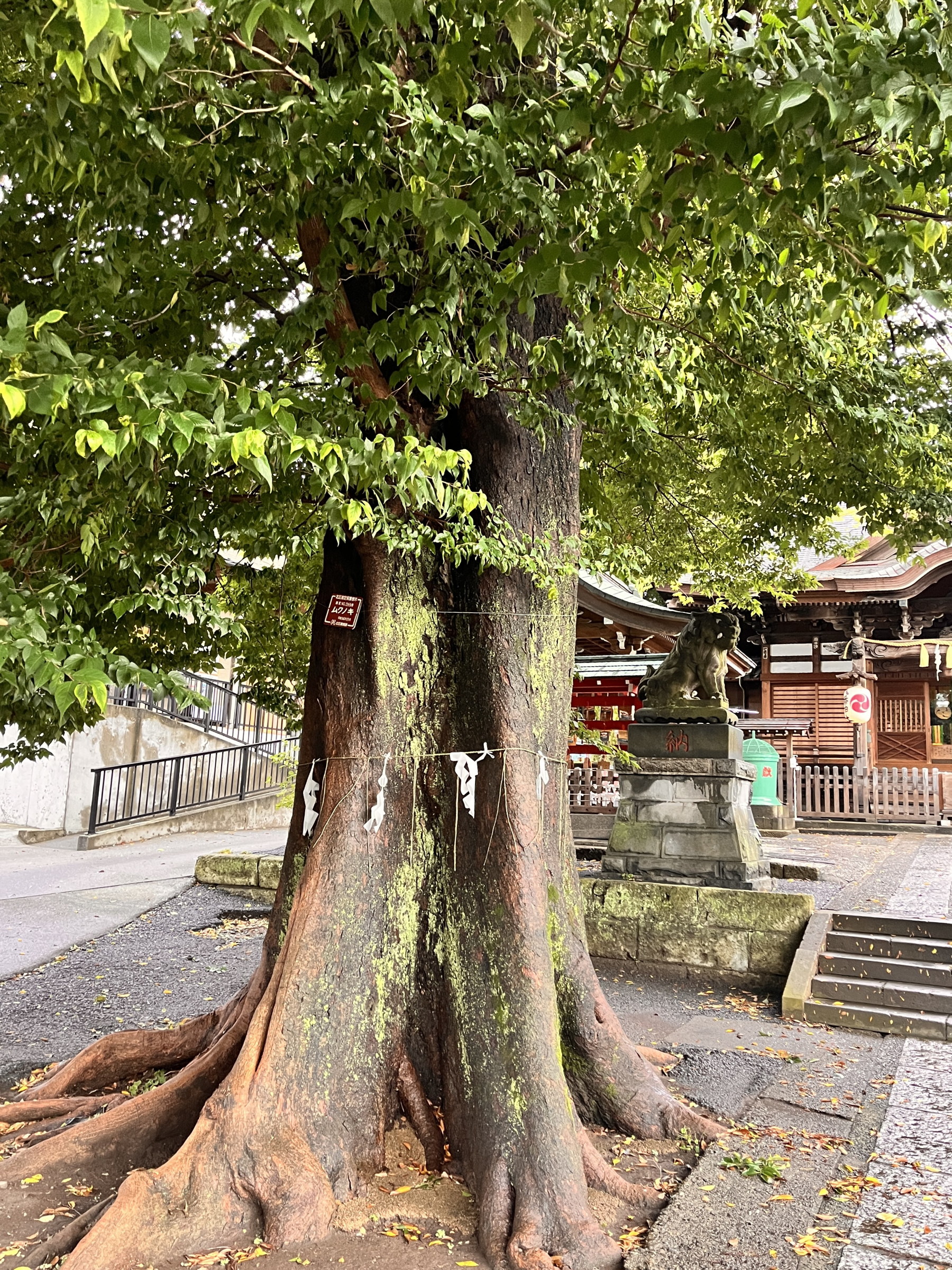 ご神木のムクノキ