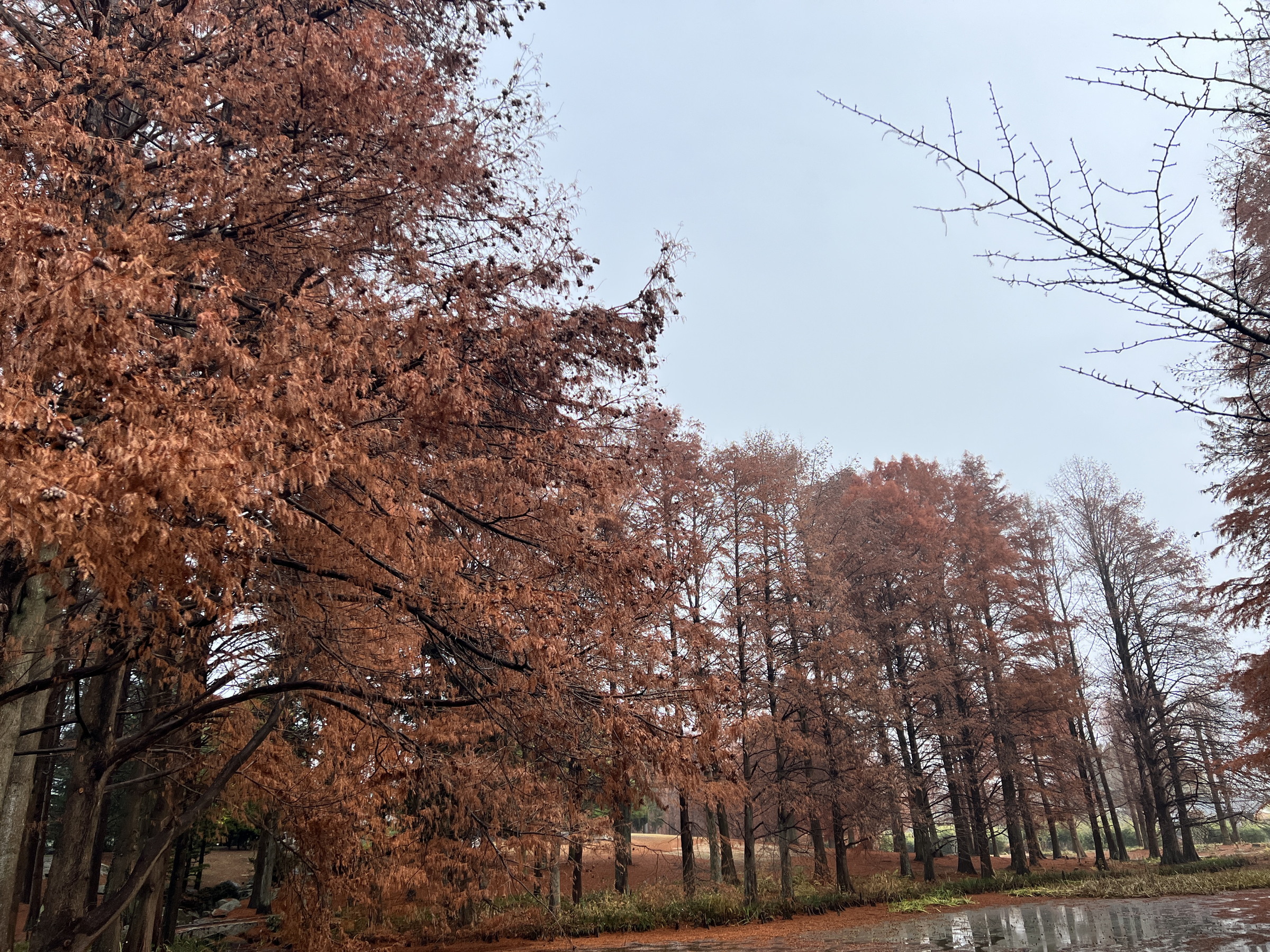 水戸市植物公園のラクウショウの森