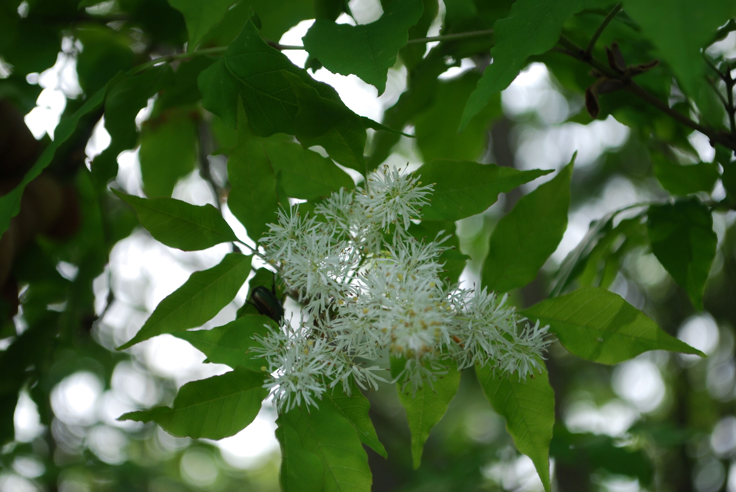 花のアップ：巨峰の丘ロード（5月上旬）