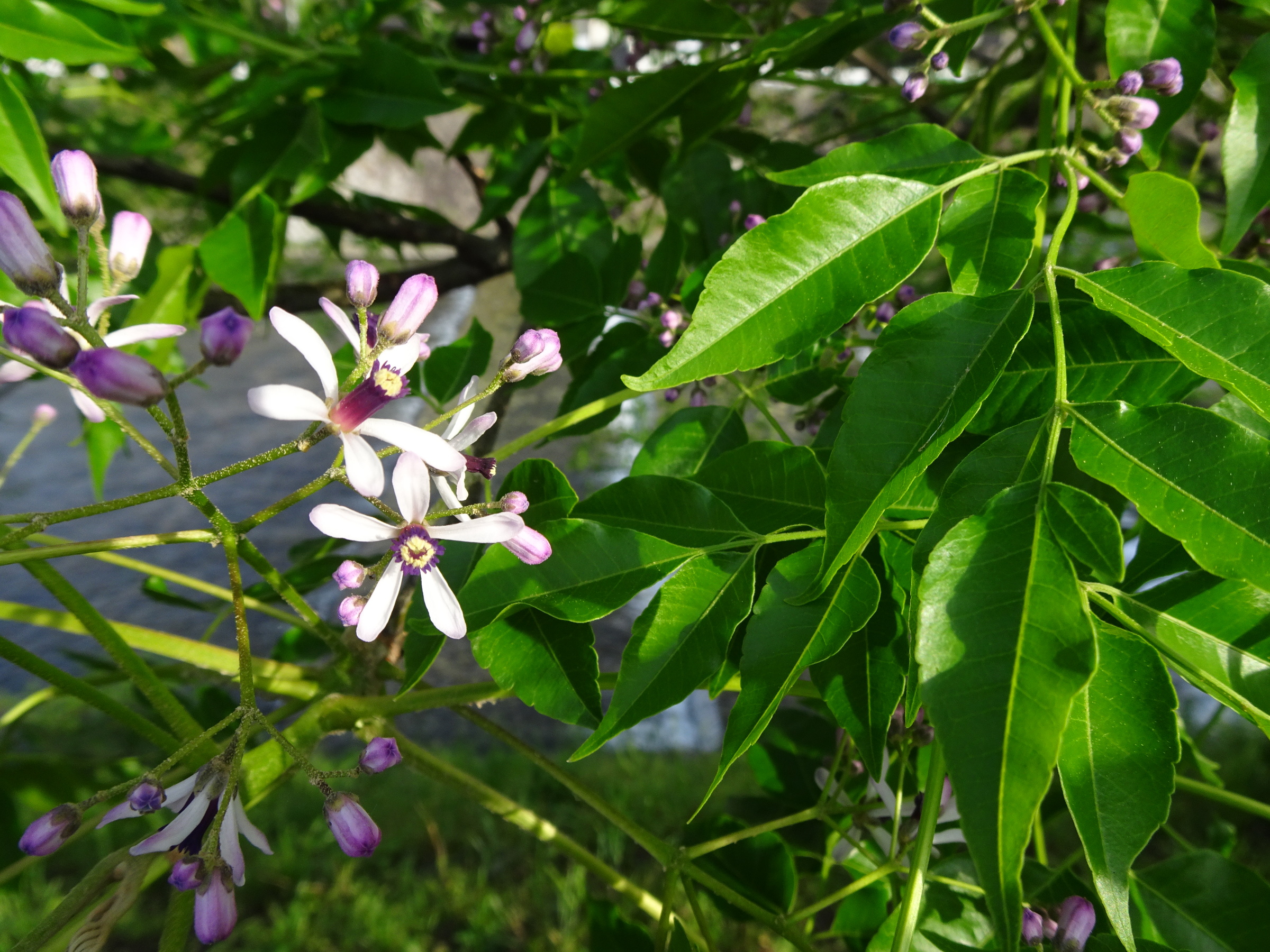 センダンの５弁の花（5月）（エバーグリーン植物Q&A）