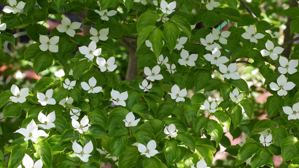 ヤマボウシ（エバーグリーン植物図鑑）